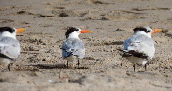Elegant Tern between two Royal Terns photo