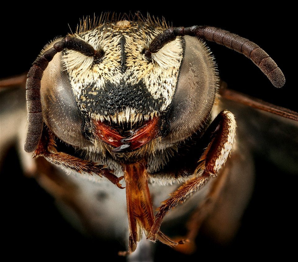 Coelioxys afra, f, face, J Smit, Netherlands_2021-11-23-16.09.05 ZS PMax UDR copy photo