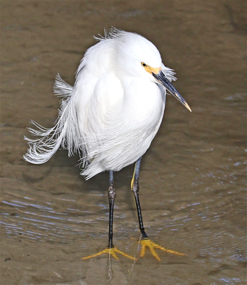 188 - SNOWY EGRET (02-21-2023) world birding center, south padre island, cameron co, tx -03