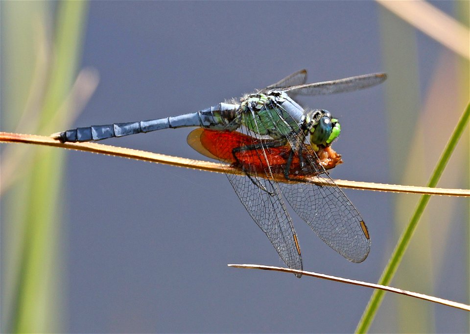 PONDHAWK, EASTERN (Erythemis simplicicollis) (05-29-2023) male with prey, J. Morgan Futch Gamelane, tyrrell co, nc -01