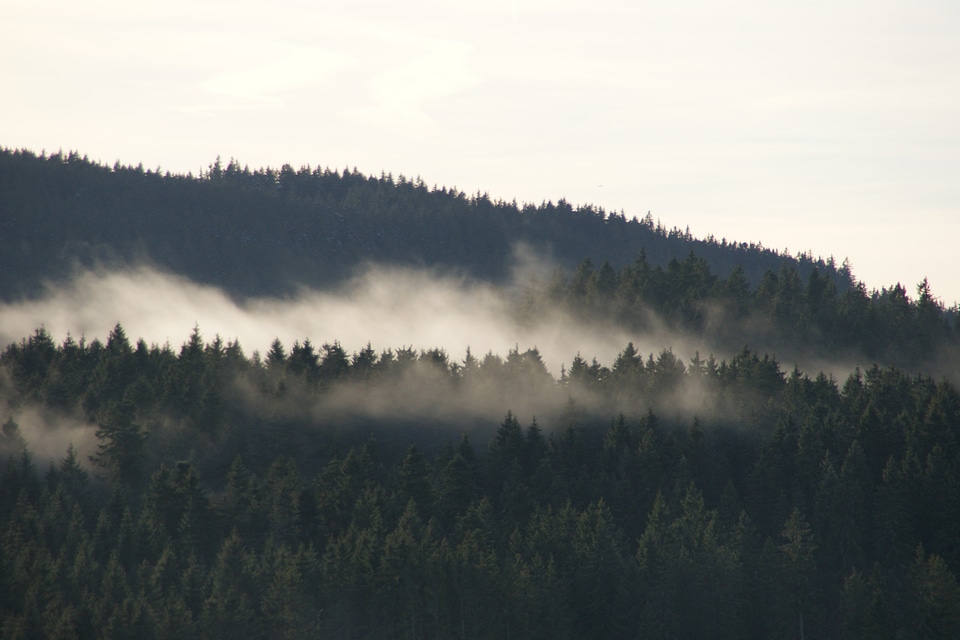 Black forest fog forest