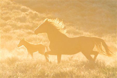 Wild Horses on the Buckhorn Byway photo