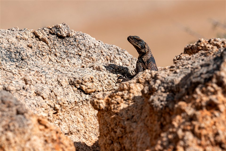 Common Chuckwalla (Sauromalus ater)