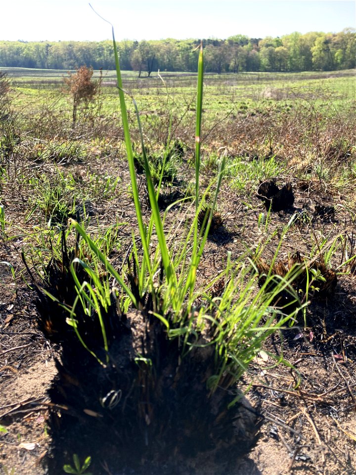 2021 USFWS Fire Employee Photo Contest Category: Animals and Vegetation