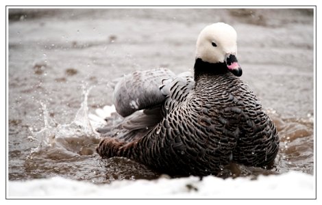 among the ducks photo