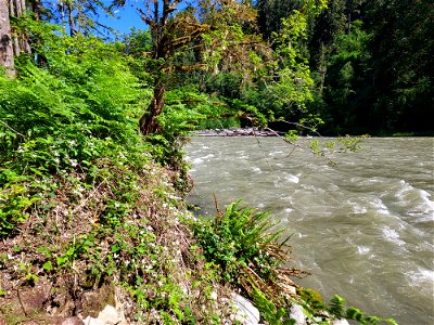 Sauk River from the Old Sauk Trail, Mt. Baker-Snoqualmie National Forest. Photo by Anne Vassar June 2, 2021. photo