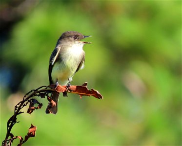 Eastern Phoebe photo