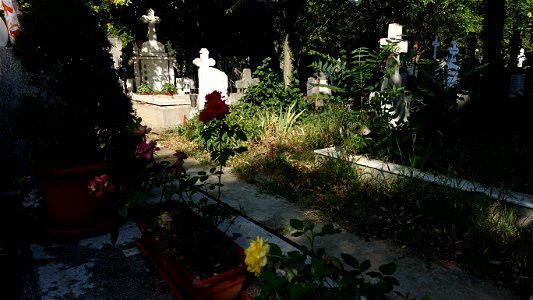 SfVineri_cemetery2021_0731_085146(1) photo