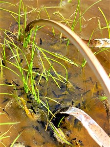 Dixie Valley toad tadpoles.