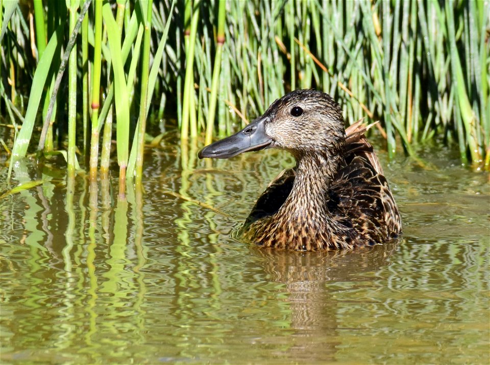 Cinnamon teal at Seedskadee National Wildlife Refuge