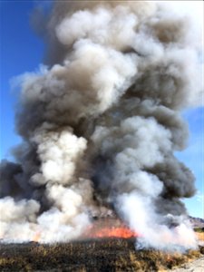 Prescribed Fire at Dos Palmas Preserve photo