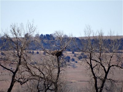 American Bald Eagle on Nest on Karl E. Mundt National Wildlife Refuge South Dakota