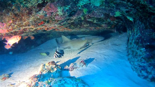 Video of Nurse shark under ledge Villa Rosa San Andres Colombia