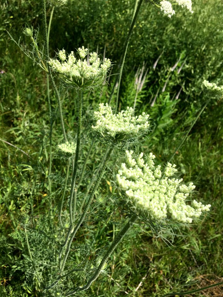 Invasive Queen Anne's Lace