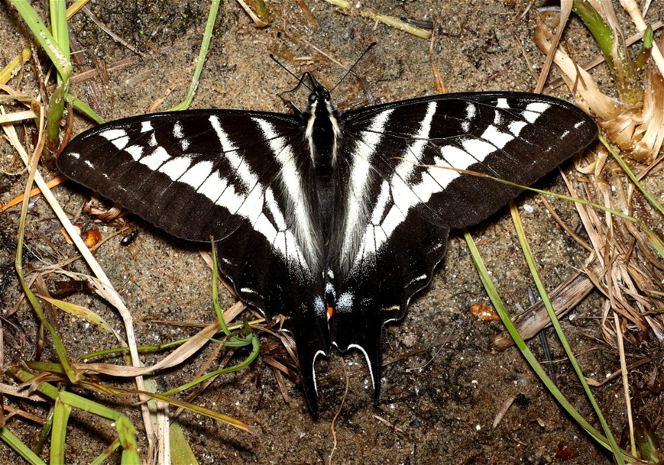 SWALLOWTAIL, PALE (Papilio eurymedon) (07-07-2022) idaho county, id -07