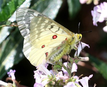 PARNASSIAN, CLODIUS (Parnassius clodius) (6-28-2021) 5000 ft, jawbone rd & bear basin rd jct, smith river nat rec area, del norte co, ca -01