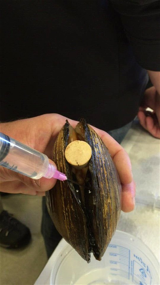 Propagating Mussels