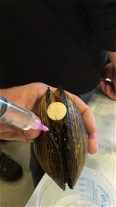 Propagating Mussels photo