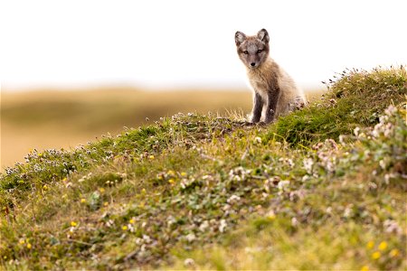 Juvenile Arctic fox