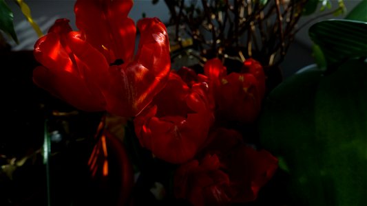 tulips_lalele-2023_0225_110358