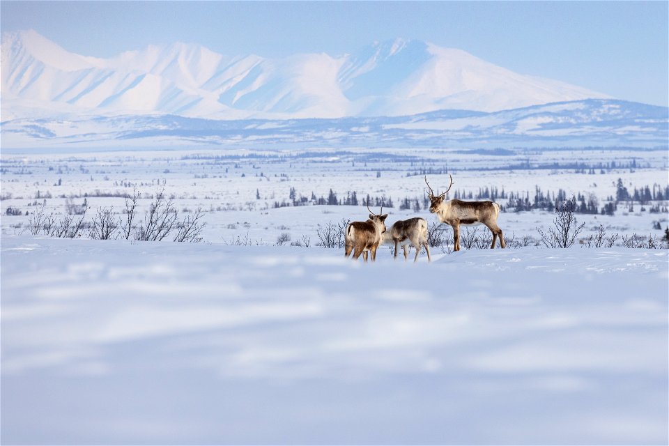 Caribou along a winter trail on Selawik National Wildlife Refuge