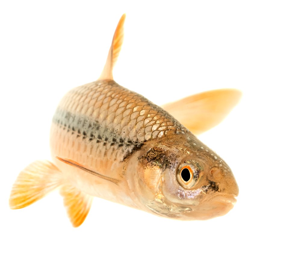 Topeka Shiner (Notropis topeka) Breeding Male
