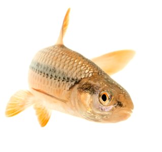 Topeka Shiner (Notropis topeka) Breeding Male photo