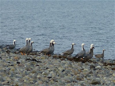 Emperor Geese photo