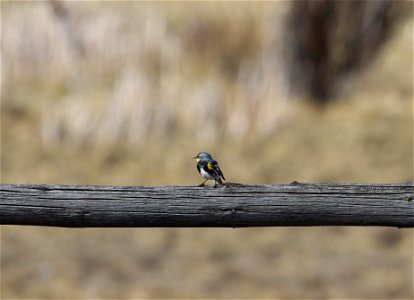 Yellow-rumped warbler on the National Elk Refuge photo