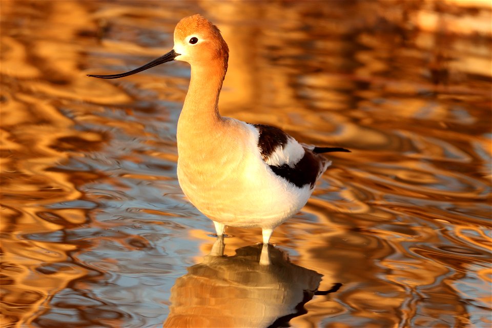 American Avocet Huron Wetland Management District, South Dakota