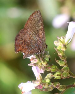 ELFIN, BROWN (Callophrys augustinas) (6-28-2021) mile 7.3 clearing, jawbone road, smith river nat rec area, del norte co, ca -02