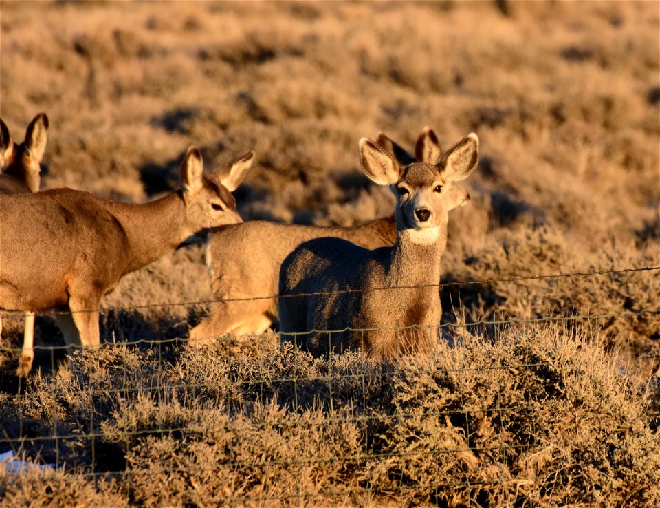 Mule deer and fence in SW Wyoming