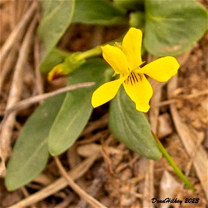 Nuttall's Violet