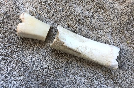 Dog Bone Archeology