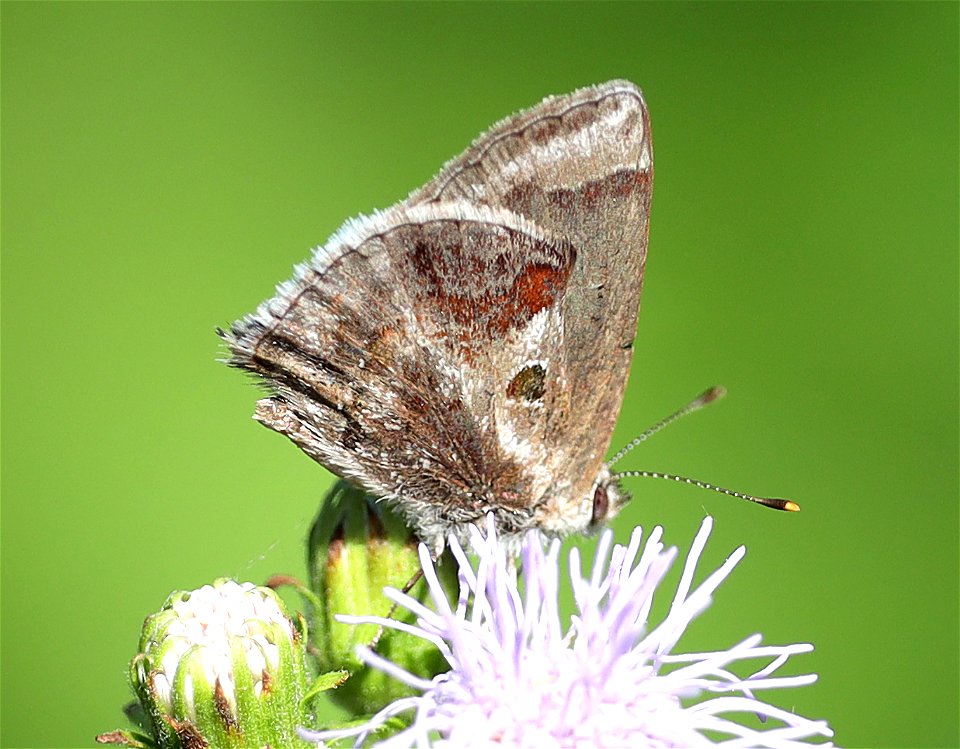 SCRUB-HAIRSTREAK, LANTANA (Strymon batocii) (12-30-2021) national butterfly center, mission, hidalgo co, tx -02