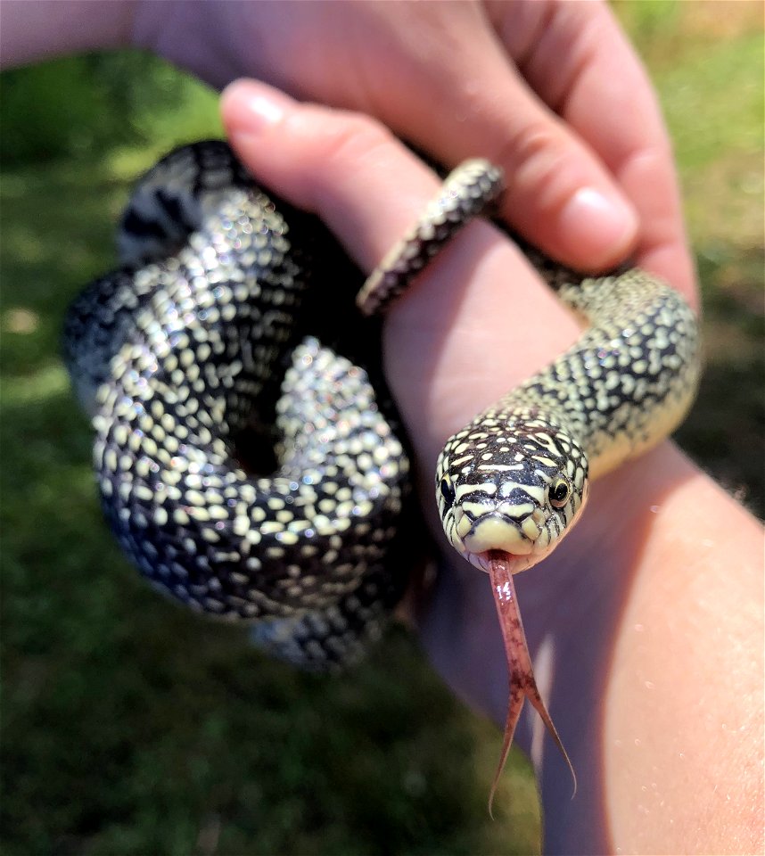 Speckled Kingsnake