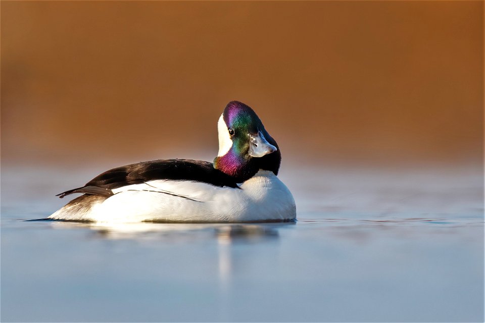 Bufflehead