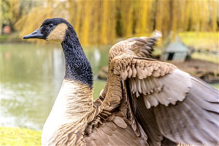 Canada Goose