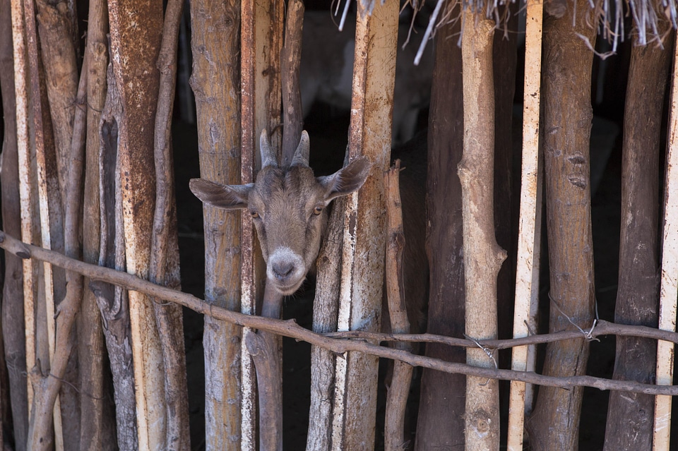 Enclosure woods sheep