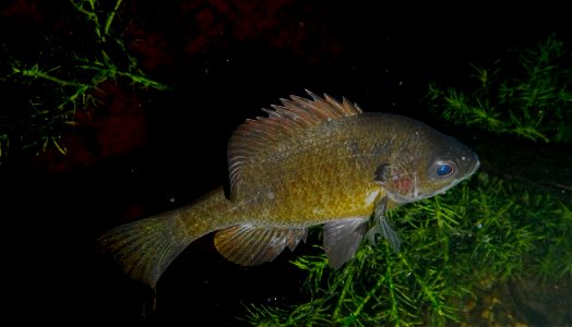 Bluegill photo