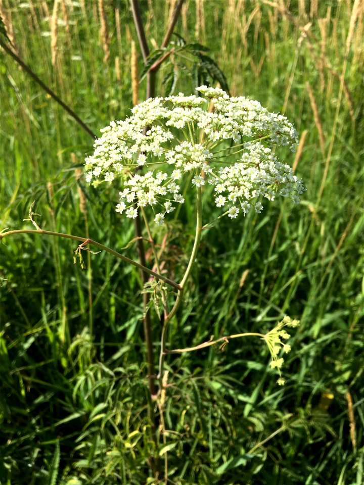 Water Hemlock