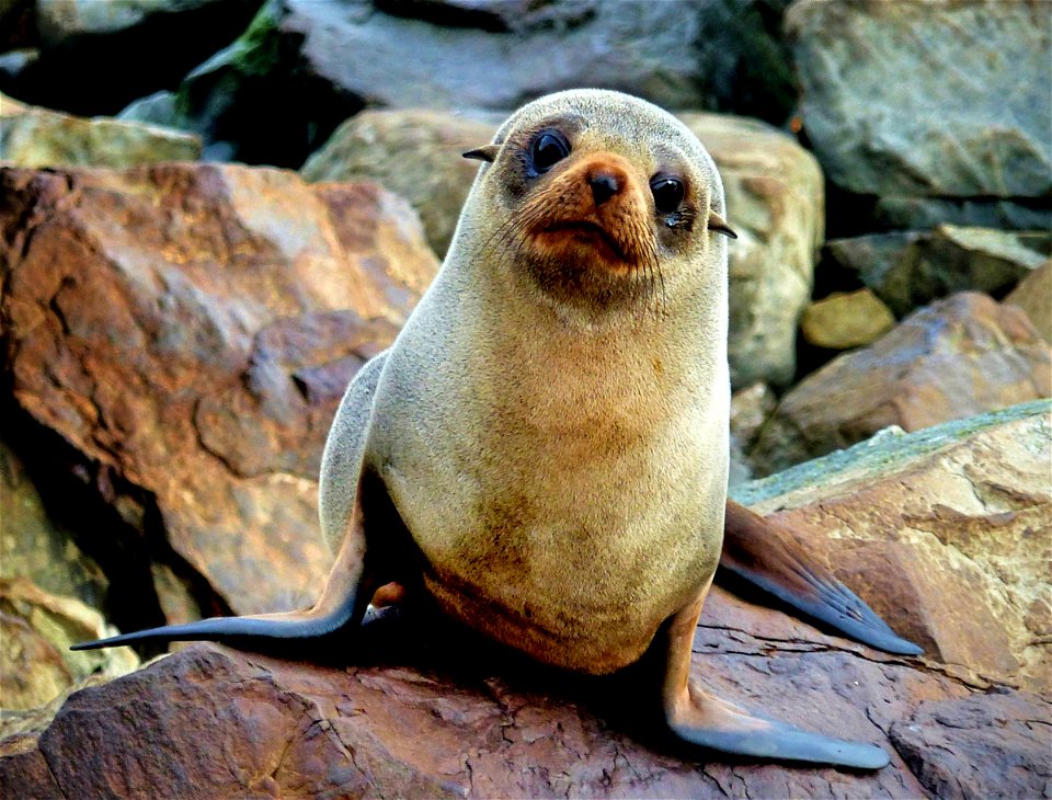 New Zealand fur seal.