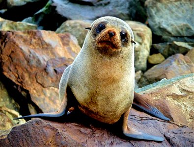 New Zealand fur seal. photo