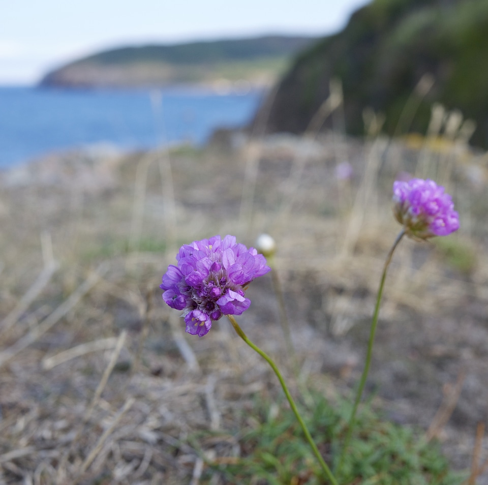 Wildflower nature floral