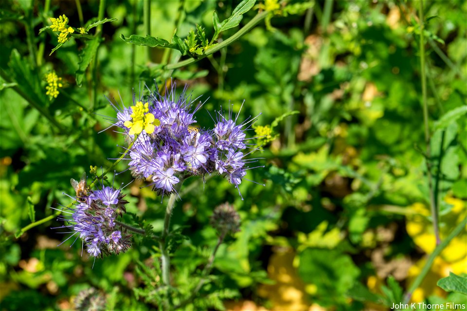 Lacy Phacelia Fields North Downs Boxley