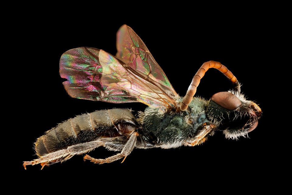 Lasioglossum morio, m, right, V. Lefeber, Netherlands_2022-03-31-16.30.44 ZS PMax UDR copy