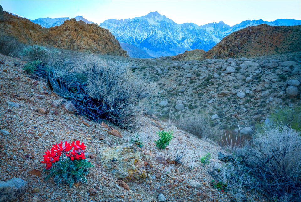 Scarlett Locoweed at Alabama Hills