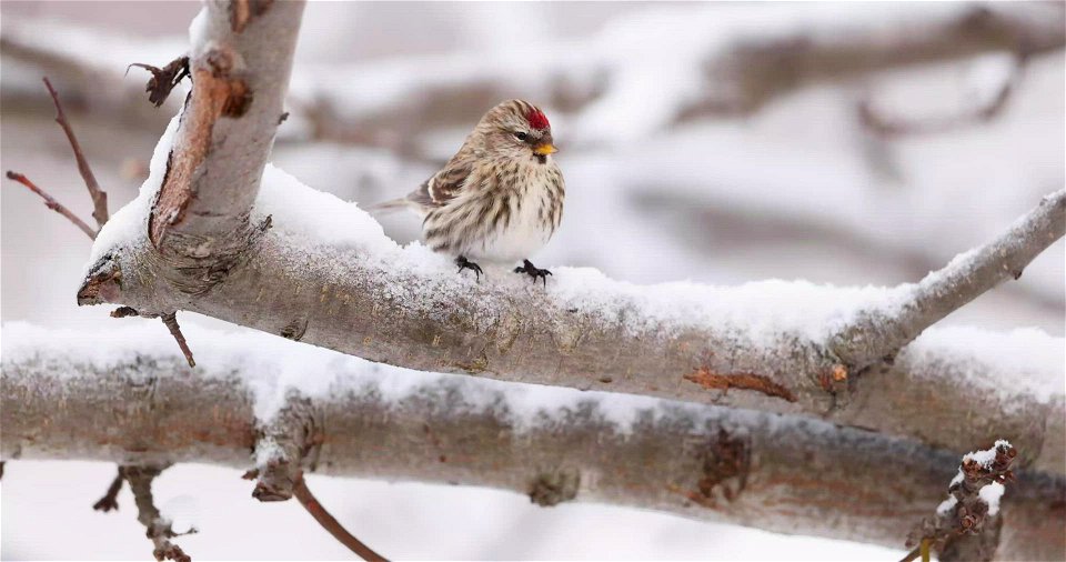 Common redpoll photo