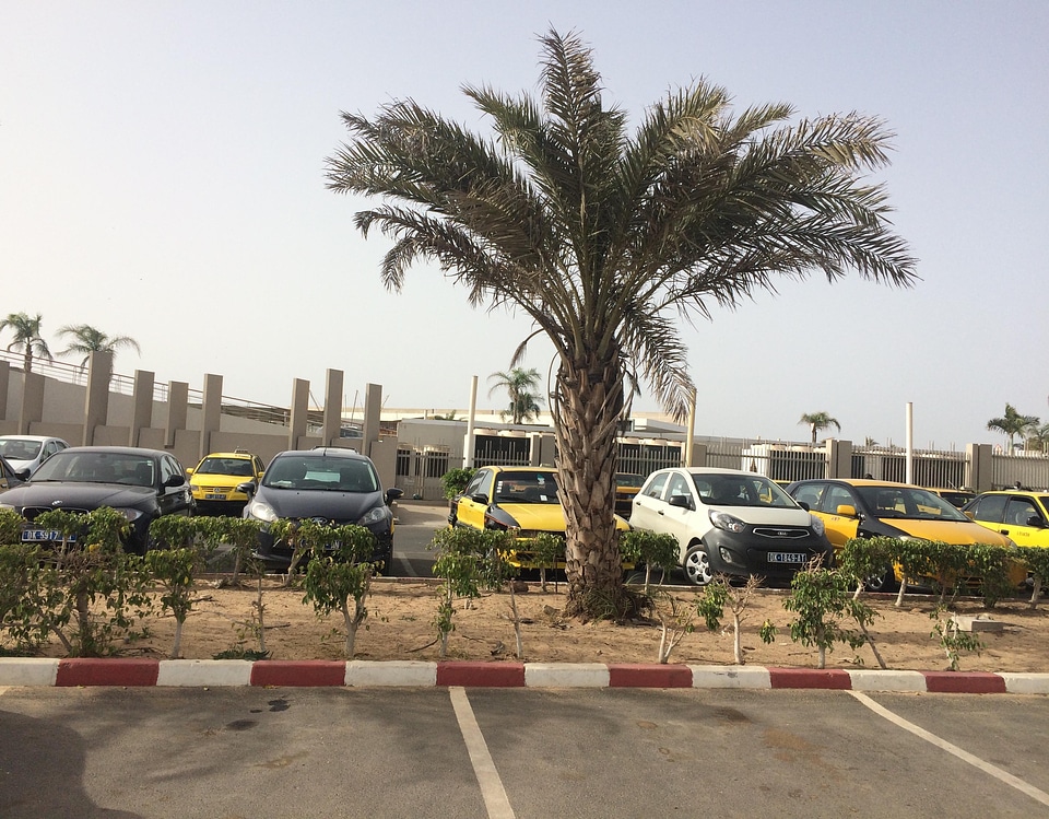Cityscape trees cars