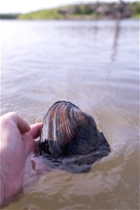 Pink Heelsplitter Mussel (Potamilus alatus) photo